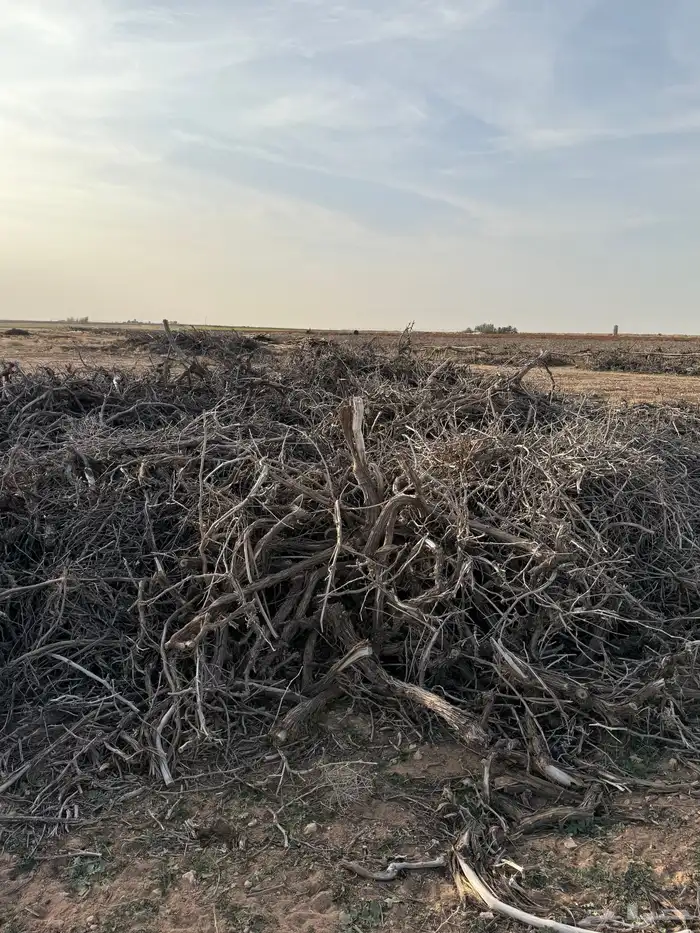 حطب شبوب نار من أشجار العنب 0