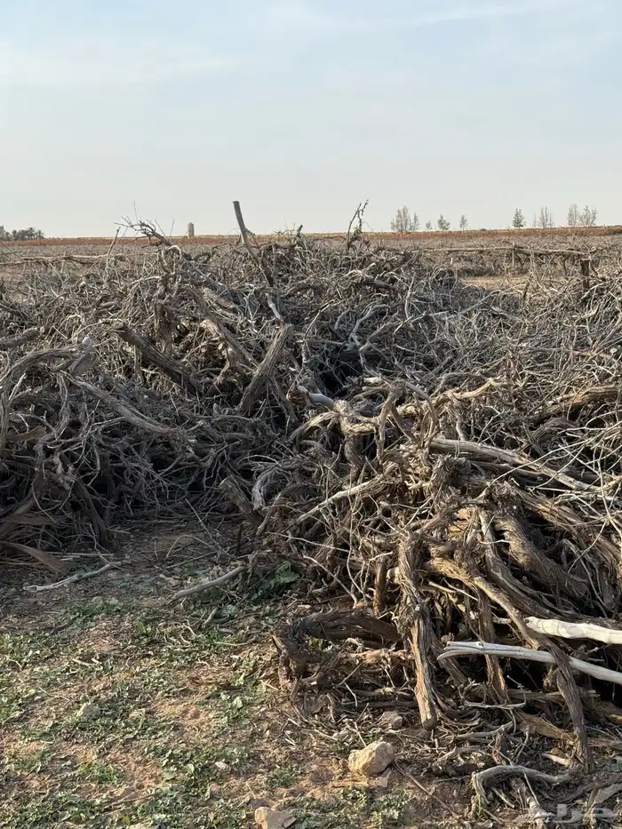 حطب شبوب نار من أشجار العنب 4