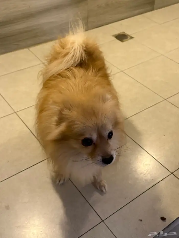 كلب بومرينيان ذكر 1