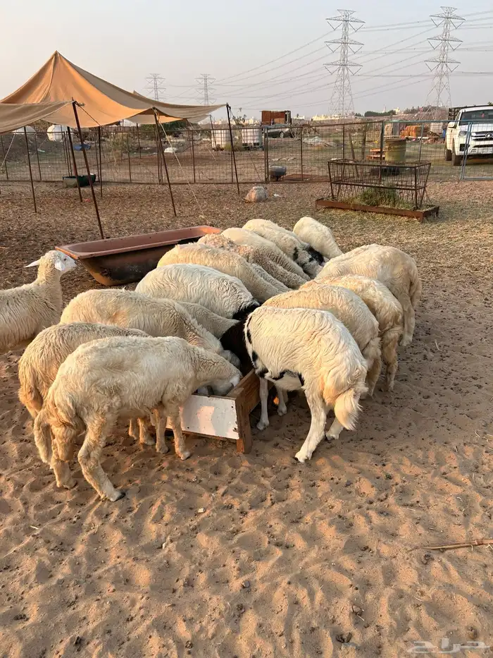 نوفر لكم ذبائح مع الذبح والتوصيل حسب الرغبه 0