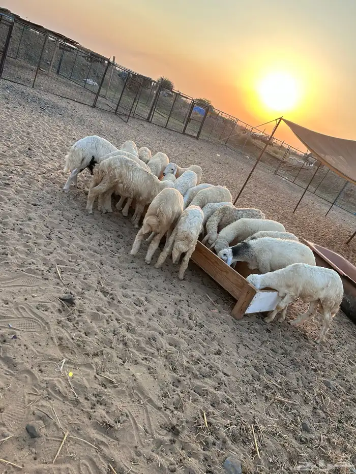 نوفر لكم ذبائح مع الذبح والتوصيل حسب الرغبه 2