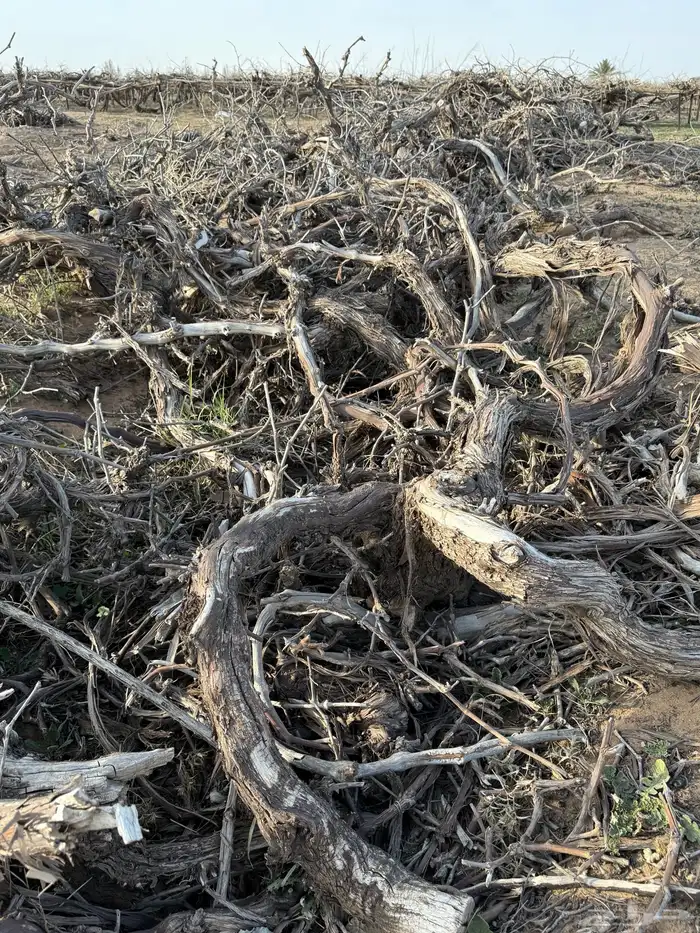 حطب شبوب نار من أشجار العنب 1