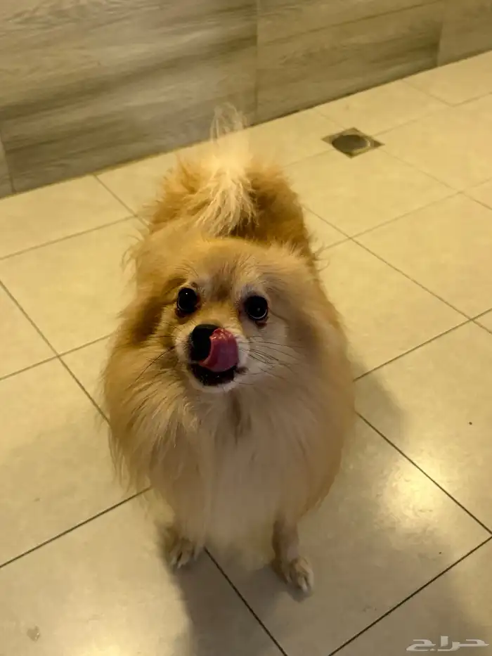 كلب بومرينيان ذكر 0