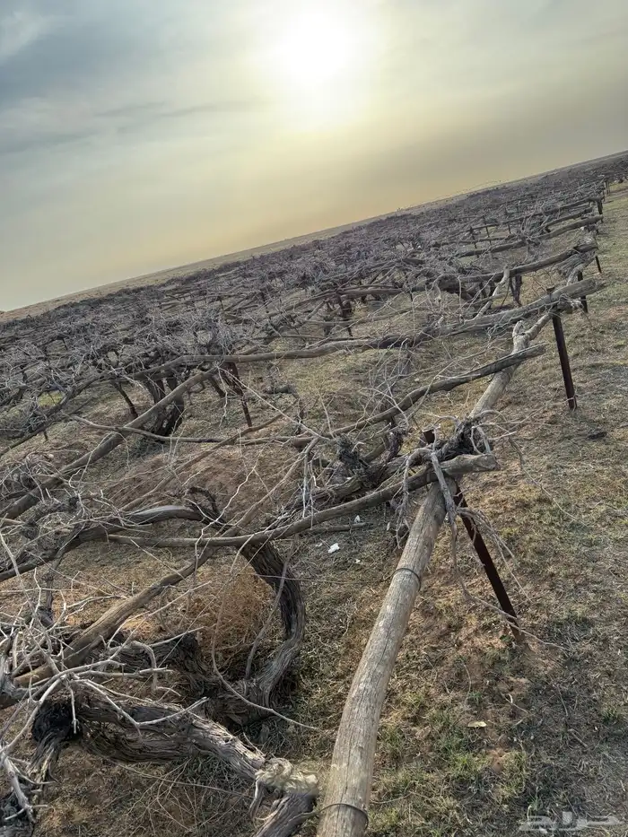 حطب شبوب نار من أشجار العنب 2