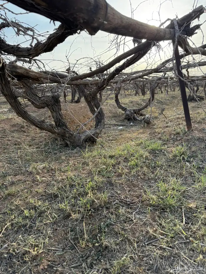 حطب شبوب نار من أشجار العنب 3