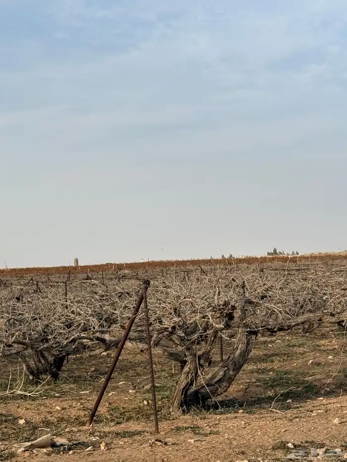 حطب شبوب نار من أشجار العنب 5