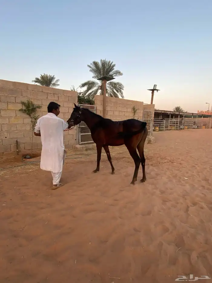 بواديك خيل رمك للايجار الشهري فقط 800 3