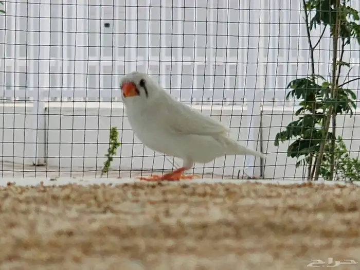 مربط ومنتجع 16