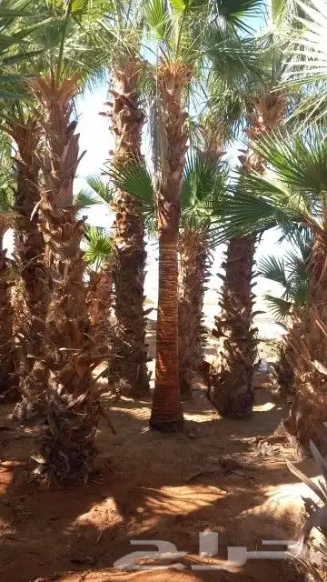 نخل للبيع 2