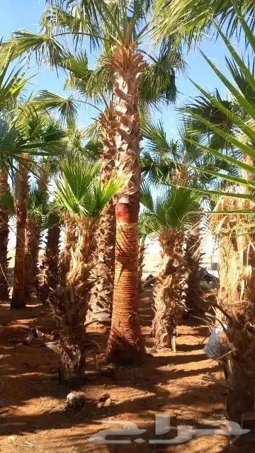 نخل للبيع 3