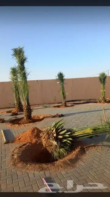 نخل جثايث للبيع وفسائل في جده وتوصيل إلى جميع مناطق المملكة 3