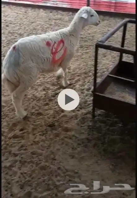 شيف ادم ابو عصام في الشرقيه لشواء الخارجي 7