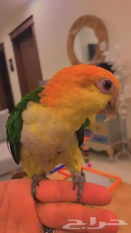 ببغاء الكايك وايت بيلي البهلواني مجنون لعب متكلم اليف جدا 6