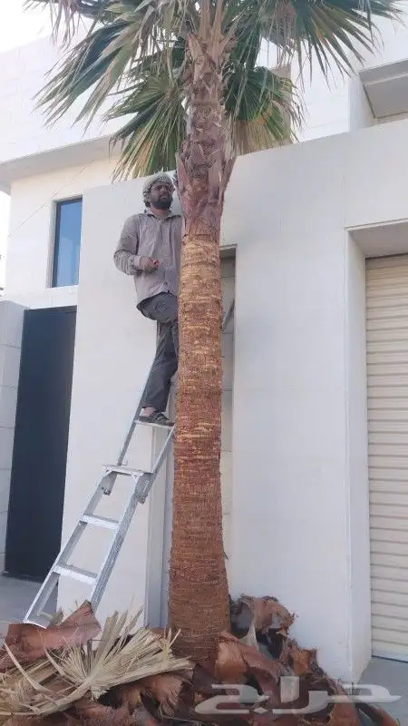 زراعه نخيل عربي واشنطني واعمال الشبوك وتوريدها 0