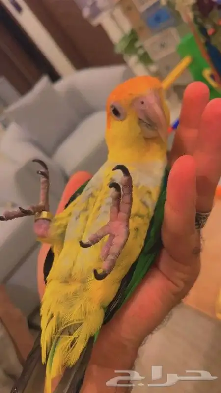 ببغاء الكايك وايت بيلي البهلواني مجنون لعب متكلم اليف جدا 0