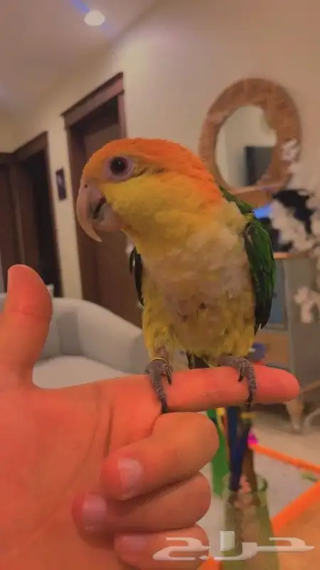 ببغاء الكايك وايت بيلي البهلواني مجنون لعب متكلم اليف جدا 9