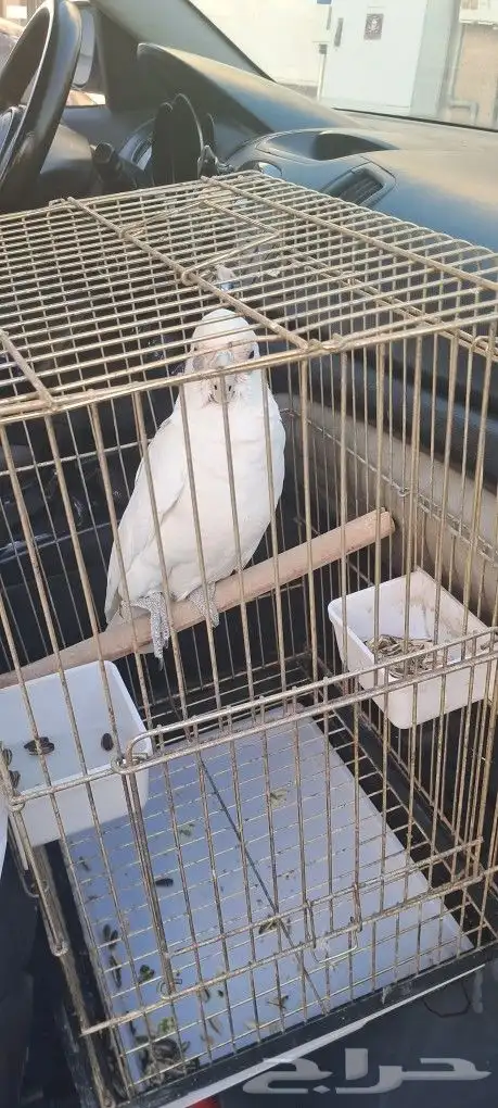 موصل طيور حيونات أليفة أمانات 6