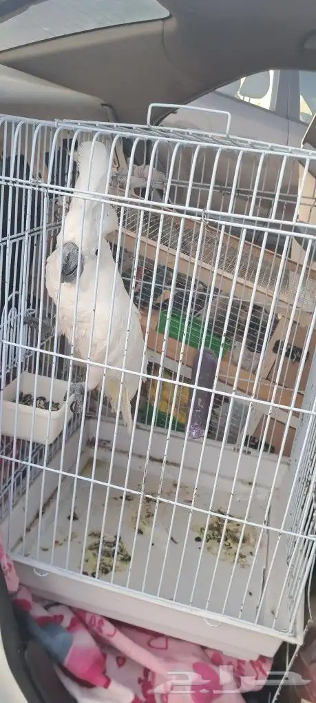 موصل طيور حيونات أليفة أمانات 1