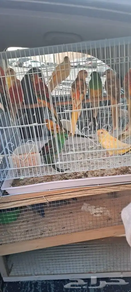 موصل طيور حيونات أليفة أمانات 2