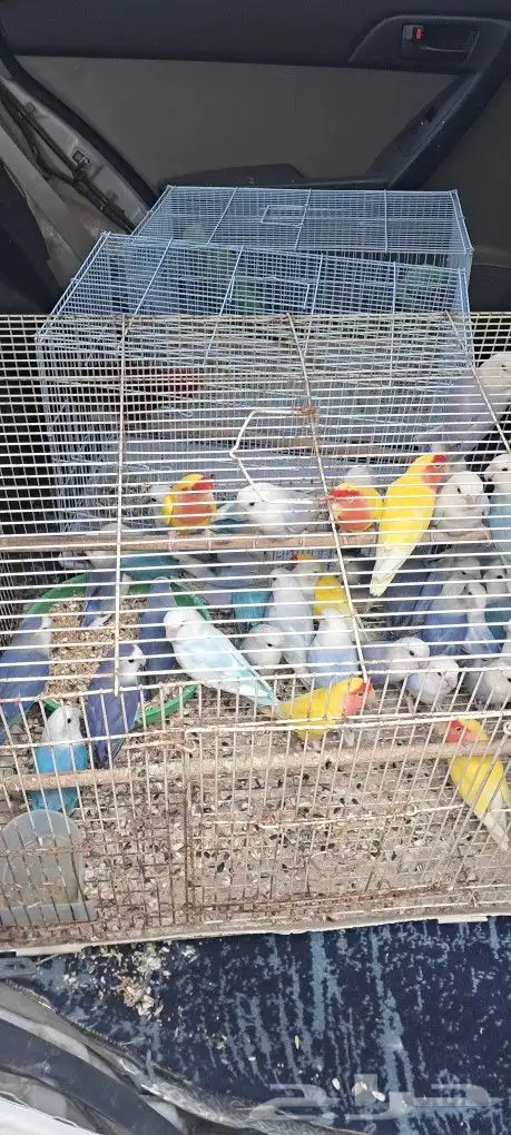 موصل طيور حيونات أليفة أمانات 8