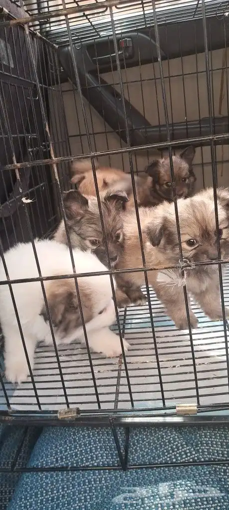 موصل طيور حيونات أليفة أمانات 9