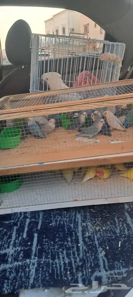 موصل طيور حيونات أليفة أمانات 0