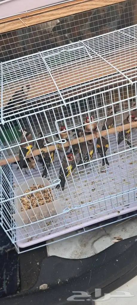 موصل طيور حيونات أليفة أمانات 5