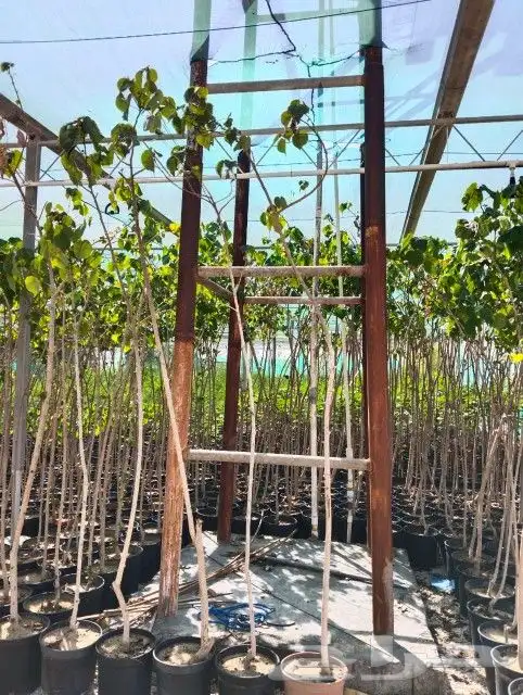 زراعه نخيل عربي واشنطني واعمال الشبوك وتوريدها 5