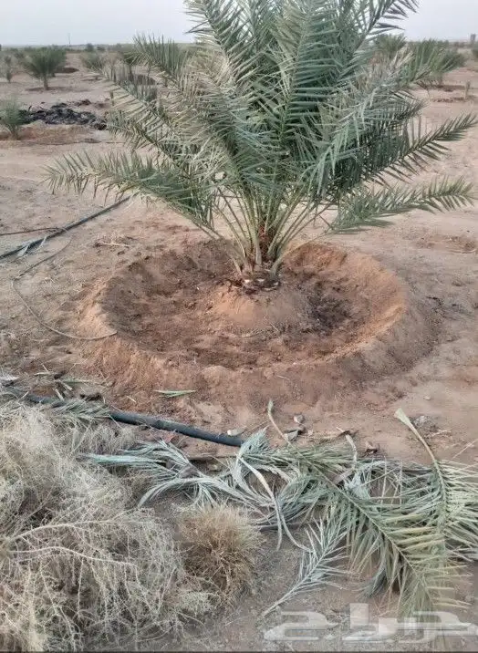 نحن عمال نظافه قال زرع تشويك تلقيح تكريب تجريب تحويض 5