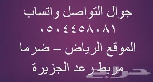 حصان عربي أصيل مميز 1