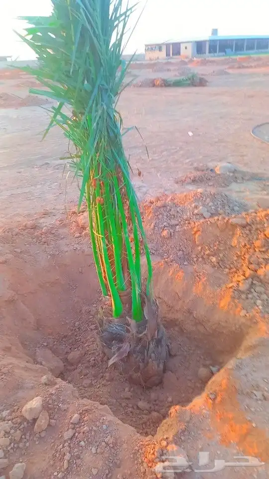 مهندس نخيل وشبوك الغاط والزلفي المجمعه شقراء 7