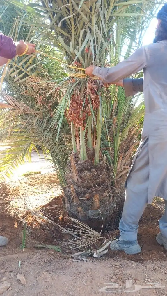 مهندس نخيل وشبوك الغاط والزلفي المجمعه شقراء 8