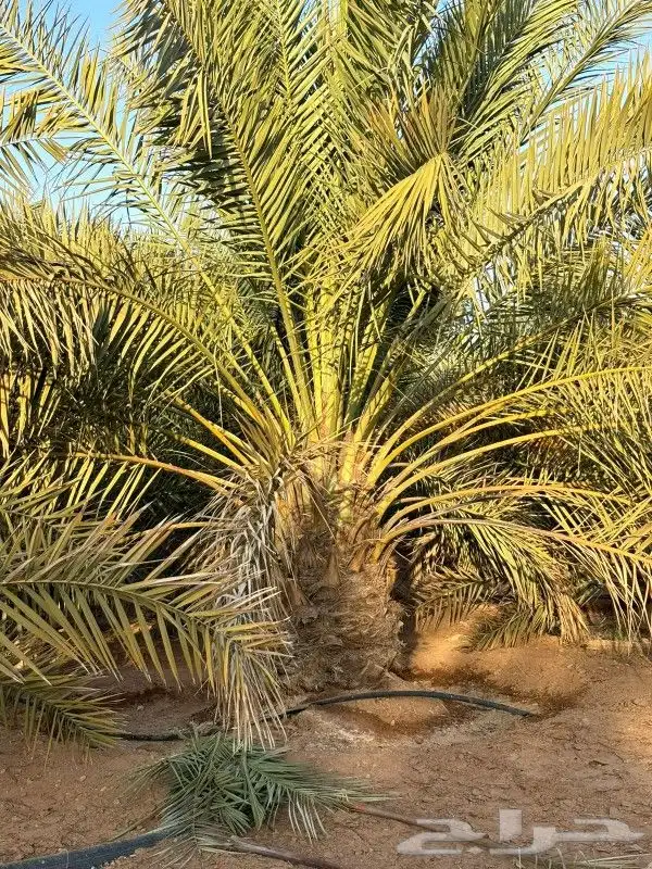 مهندس نخيل وشبوك الغاط والزلفي المجمعه شقراء 2