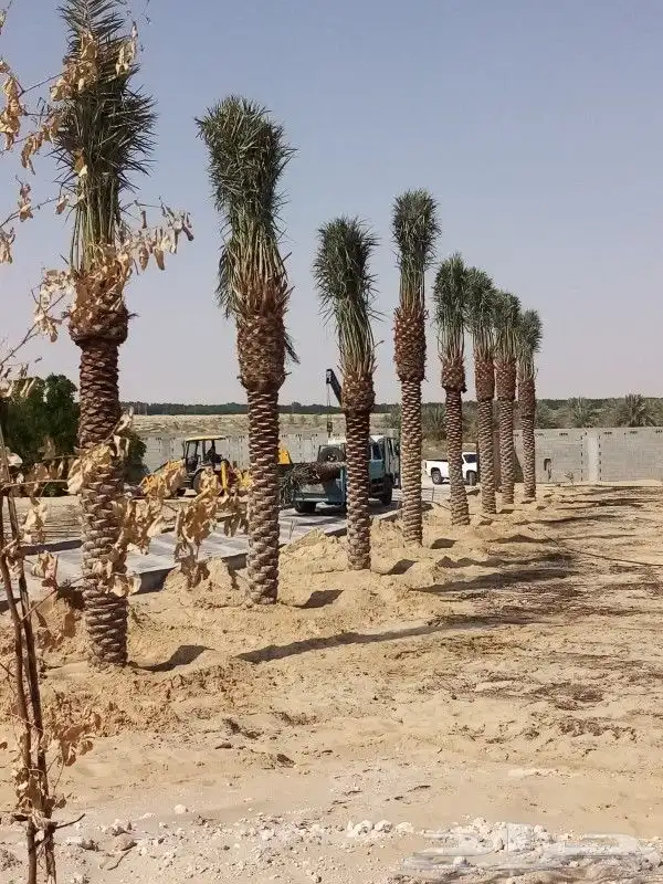 زراعه نخيل عربي واشنطني واعمال الشبوك وتوريدها 4