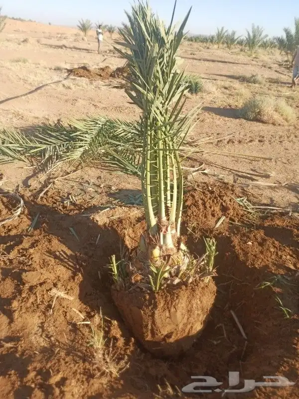 نخل عربي وشبوك وشجر الزيتون وتحسين إنخل 7