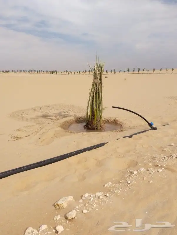 زراعه نخيل عربي واشنطني واعمال الشبوك وتوريدها 6