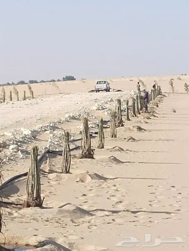 زراعه نخيل عربي واشنطني واعمال الشبوك وتوريدها 8