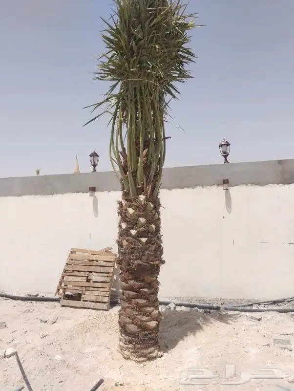 زراعه نخيل عربي واشنطني واعمال الشبوك وتوريدها 9