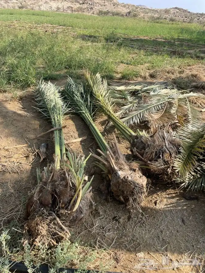 قلايع خلاص 0