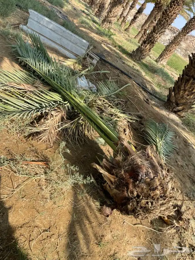 قلايع خلاص 1