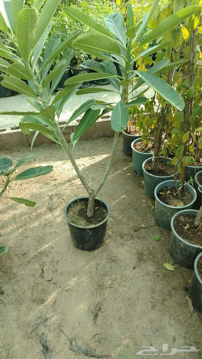 مشتل وتنسيق حدائق بالدمام 3