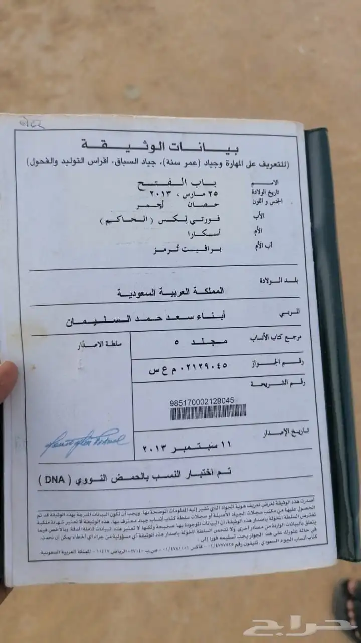 خيل سباق 4