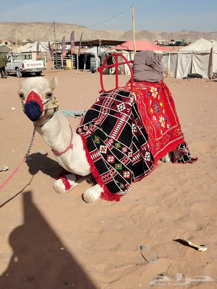 اجار جمال 2