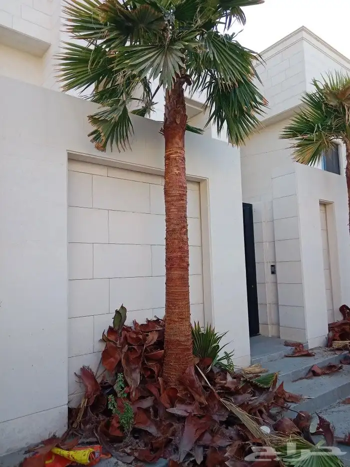 زراعه نخيل عربي واشنطني واعمال الشبوك وتوريدها 3