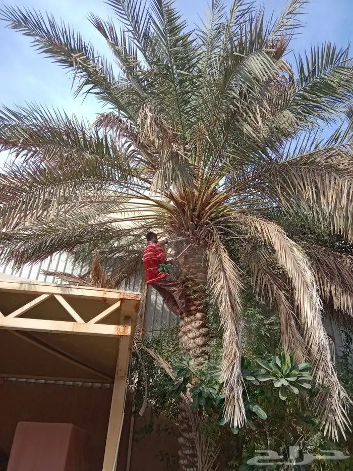 زراعه نخيل عربي واشنطني واعمال الشبوك وتوريدها 2