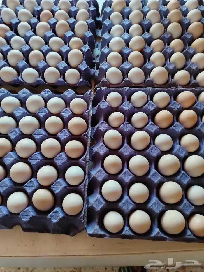 بيض بلدي أكل فقط 0