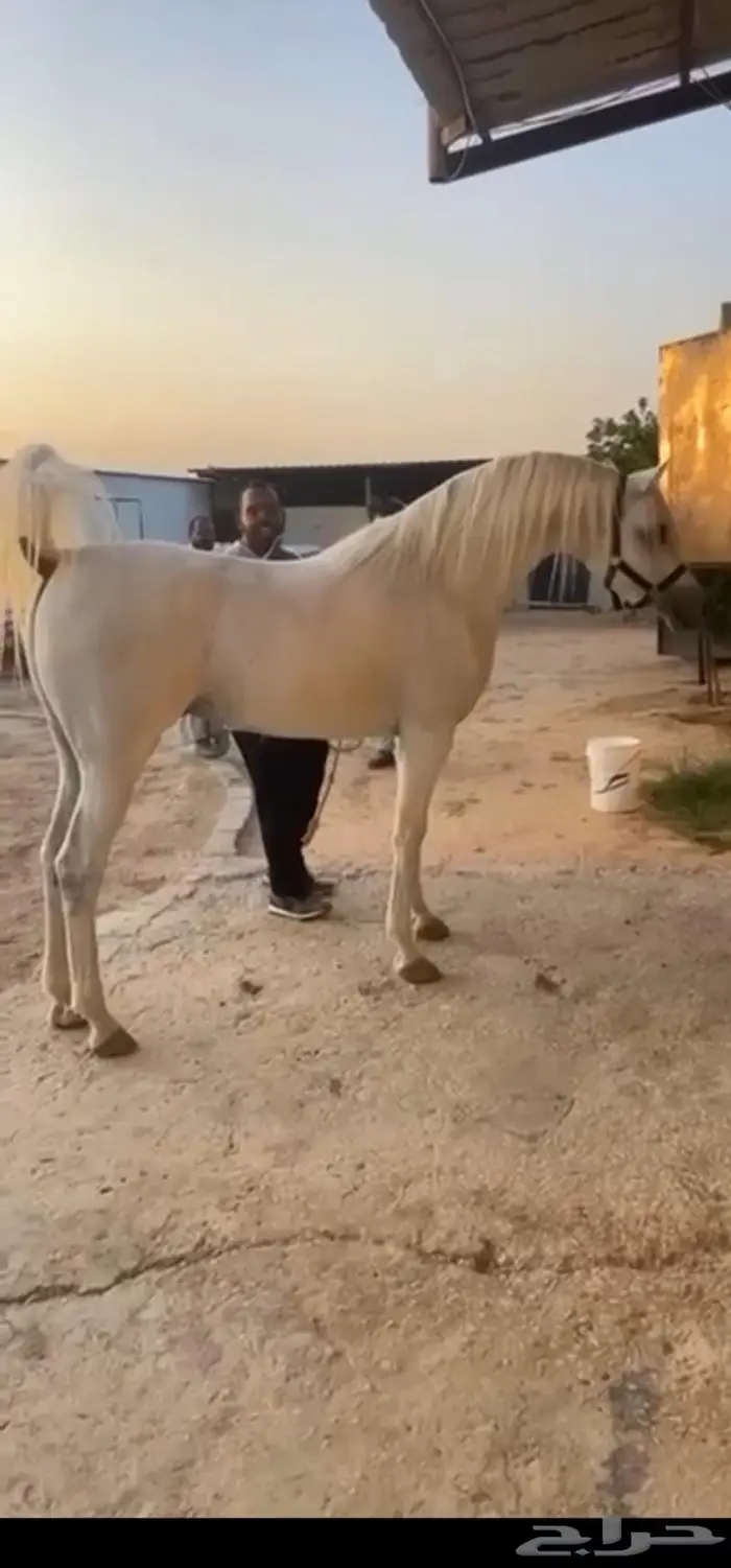 حصان عربي أصيل مميز 3