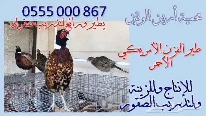 طير الفزن الأمريكي ( فزن ) للصقارة 1