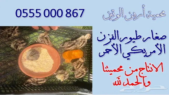 طير الفزن الأمريكي ( فزن ) للصقارة 2