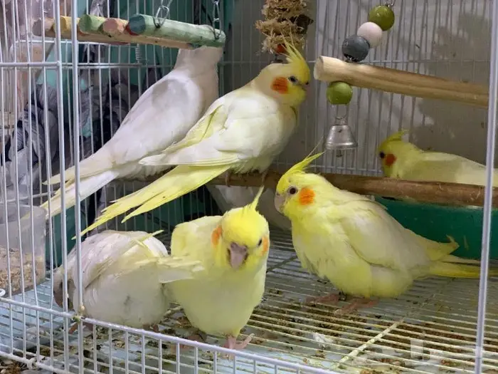 فروخ كروان على وشك فطام 1